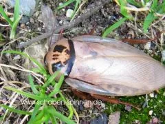 Eublaberus distanti "Ivory" - 10 Stück mixed