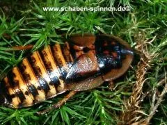 Blaptica dubia - 30 -40 Stück mixed