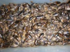 Blaptica dubia - 1 Kg subadult /adult