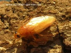 Episymploce sundaica - ca. 100 Stück all size