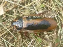 Eublaberus marajoara - 12 Stück mixed