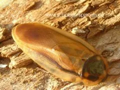 Eublaberus serranus - 15 Stück mixed