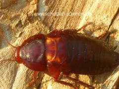 Eurycotis floridiana - 20 Stück all size