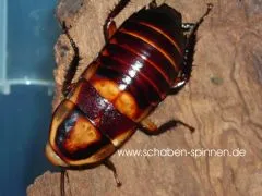 Eurycotis opaca spec 2 - 10 Stück all size