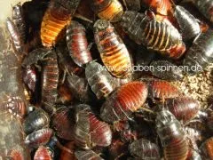 Fauchschaben - Futtermix - 15 Stück mixed