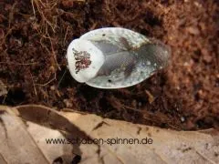 Gyna caffrorum - 12 Stück mixed