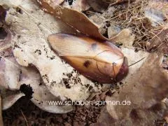 Gyna capucina - 10 Stück mixed