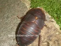 Hemiblabera granulata - 10 Stück mixed