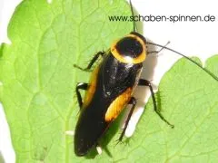 Hemithyrsocera vittata - 10 Stück mixed