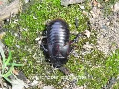 Ancaudellia hemifera - 10 Stück mixed