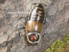 Hormetica spec. Colombia - 10 Stück mixed