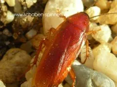 Ischnoptera rufa - ca. 80 Stück all size