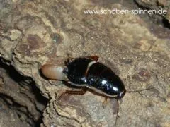 Loboptera decipiens - 20 Stück all size