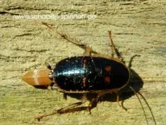 Lobopterella dimidiatipes - ca.100 Stück all size