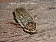 Nauphoeta cinerea - ca. 100 Stück all size