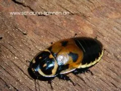 Lucihormetica verrucosa "Colombia" - 10 Stück mixed