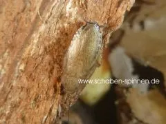 Margattea nimbata - 10 Stück all size