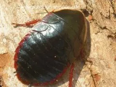 Opisthioplatia orientalis - 10 Stück mixed,