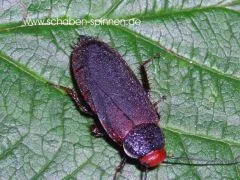 Oxyhaloa deusta - 50 Stück all size