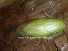 Panchlora spec. " Giant " - ca. 30 Stück all size