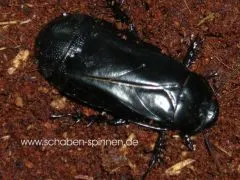 Panesthia angustipennis cognata - 5 Stück mixed