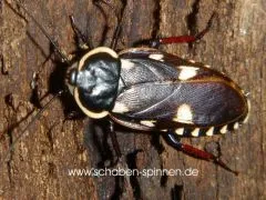 Paranauphoeta formosana - 10 Stück mixed