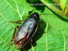 Asiablatta kyotensis - 40 Stück all size