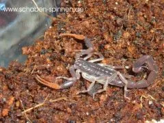 Centruroides gracilis - Instar 3