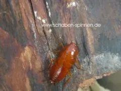 Parcoblatta fulvescens - 30 - 40 Stück all size