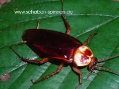 Periplaneta americana - ca. 40 Stück al size