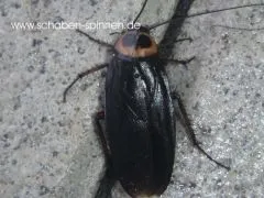 Periplaneta americana Black - 40 Stück all size