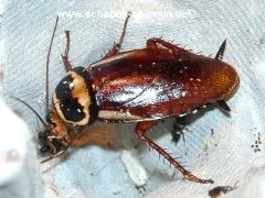 Periplaneta australasiae - ca. 40 Stück all size