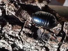 Perisphaerus punctatus - 10 Stück mixed