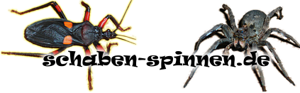 schaben-spinnen.de